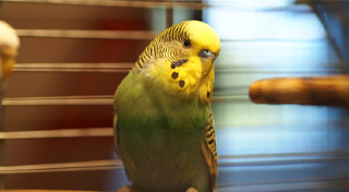 budgie-cage.jpg