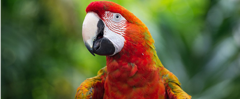 hun-macaw.jpg