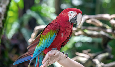macaw-bird.jpg