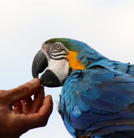 macaw-biting.jpg