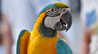 macaw-cage.jpg
