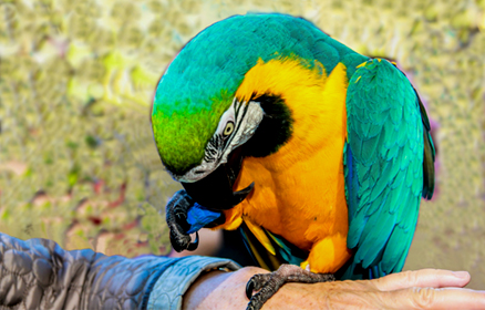macaw-cage2.jpg