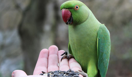 parakeet-bird.jpg