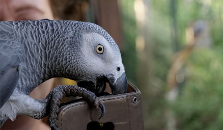 parrot-bird.jpg