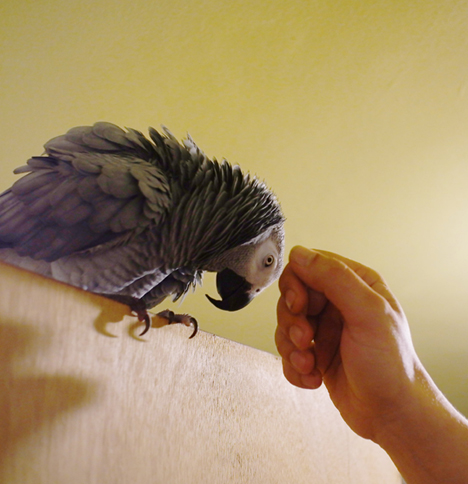 parrot-biting.jpg