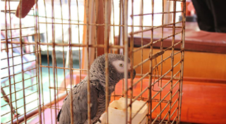 parrot-cage.jpg