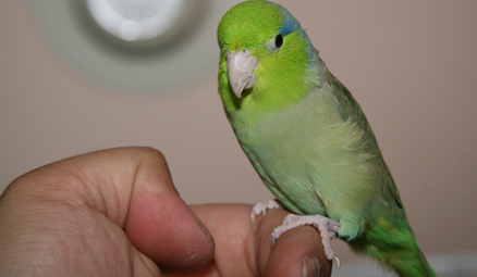 parrotlet-bird.jpg