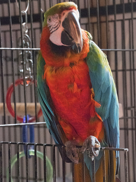 scarlet-macaw.jpg