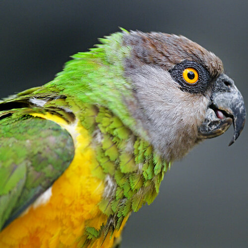 http://Senegal-Parrot-crsl