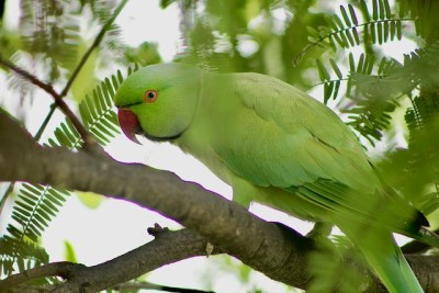 http://green-parrot1