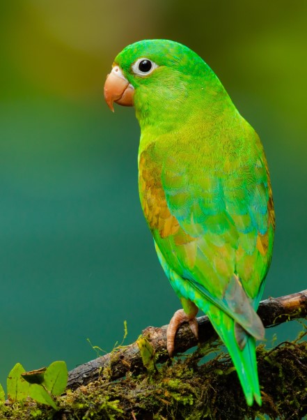 http://green_parrot