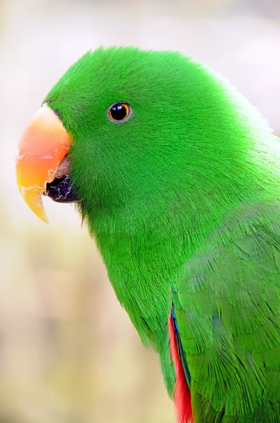 http://green_parrot_talking1