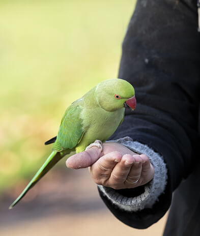 http://parakeet-feeding2