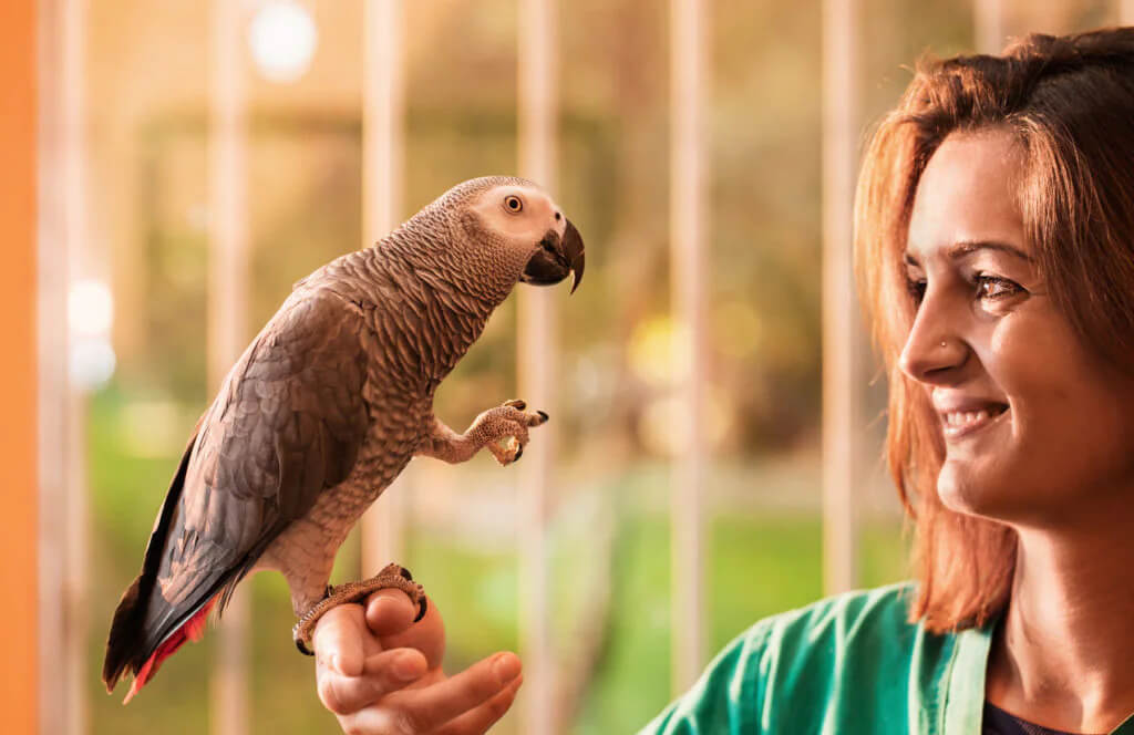 parrot-training