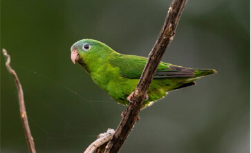 http://parrotlet-cage2
