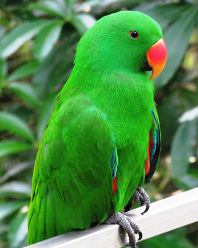 Parrot Secrets