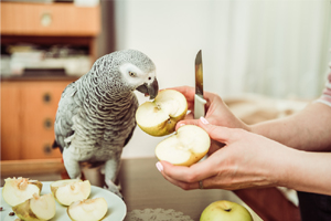 parrot-diet-health