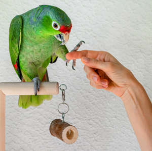 parrot-training2