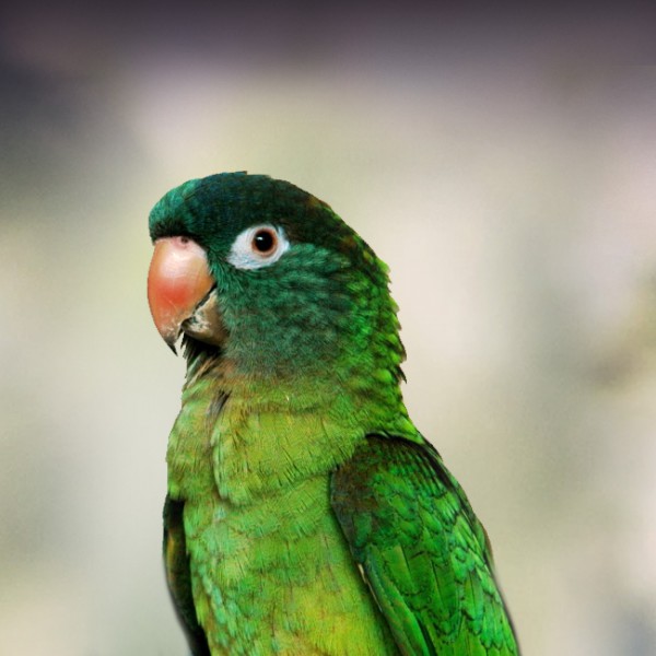 http://Blue-Crowned-Conure