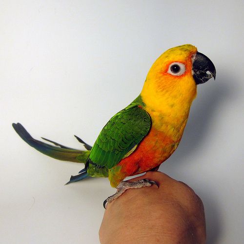 http://Jenday-Conure
