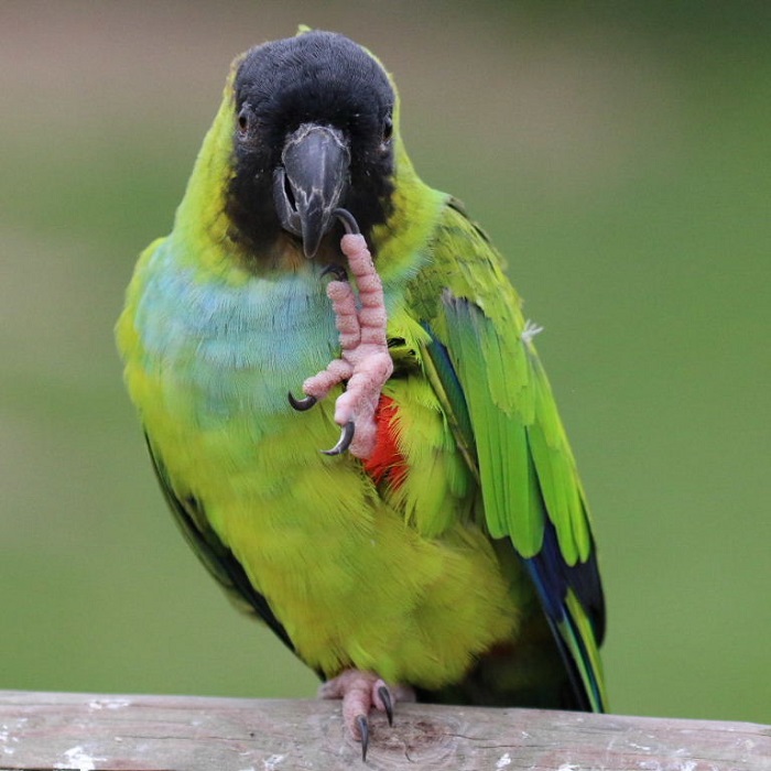 http://Nanday-conure
