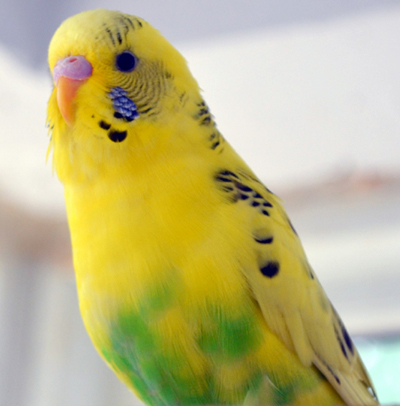 http://Budgie
