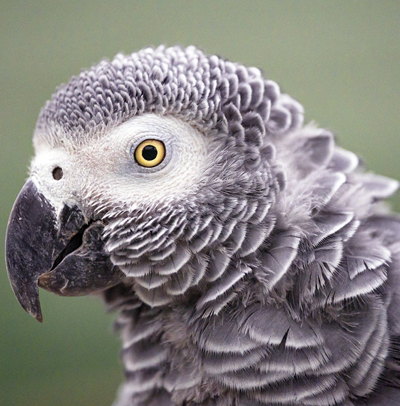 http://African-Grey-Parrot-crsl