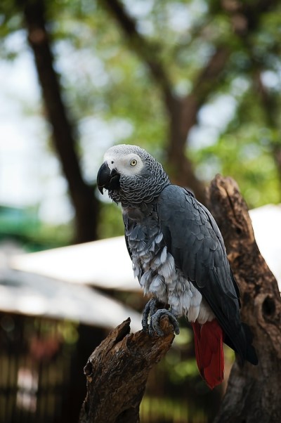 About Parrot