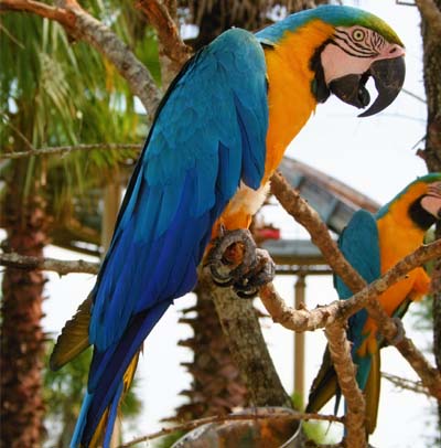 http://Green-Wing-Macaw-crsl