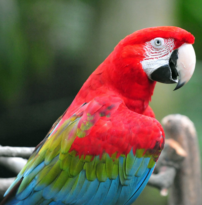 http://Green-Wing-Macaw-crsl