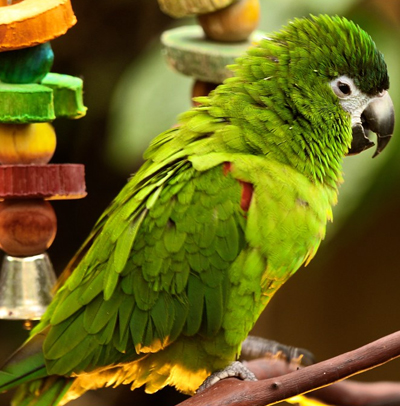 http://Hahns-Macaw-crsl
