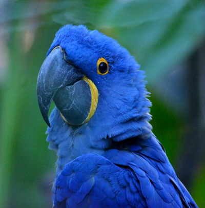http://Green-Winged-Macaw