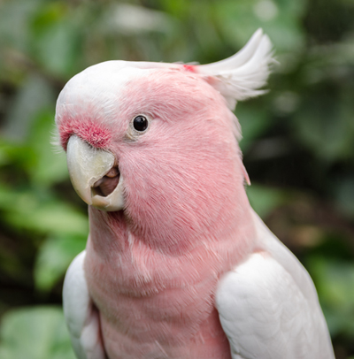http://Rose%20Breasted%20Cockatoo