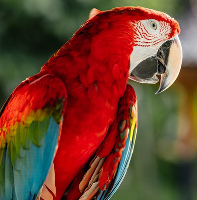 http://Scarlet-Macaw
