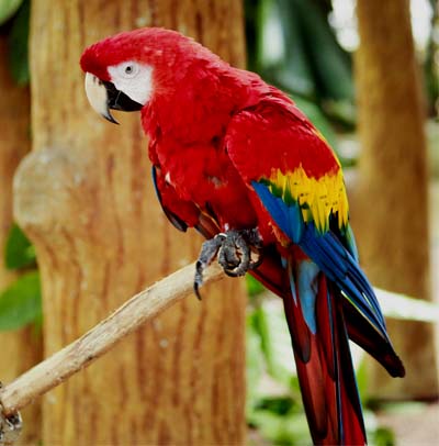 http://Scarlet-Macaw-crsl