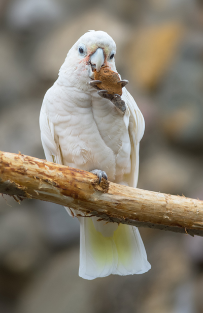 About Cockatoo
