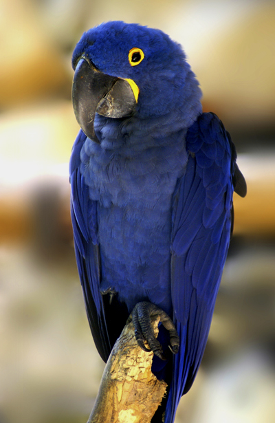 About Macaw