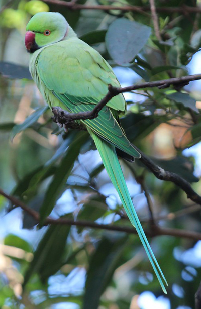 About Parakeet