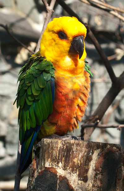 About Conure