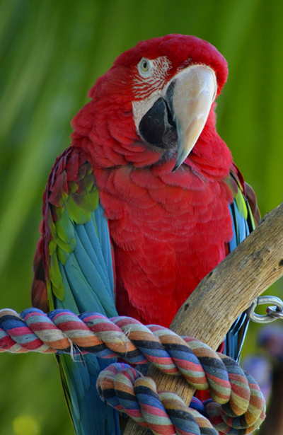 About Macaw