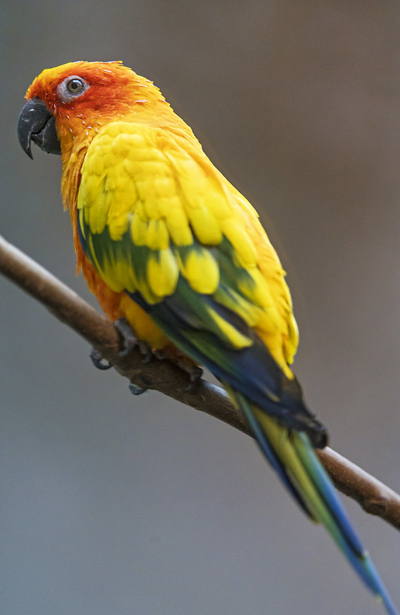 About Conure