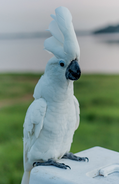 About Cockatoo