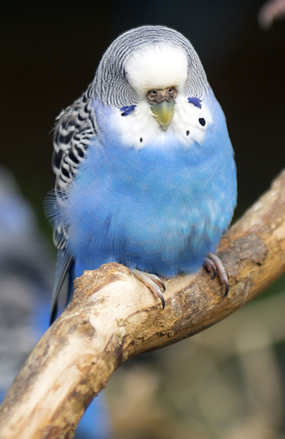 About Budgie